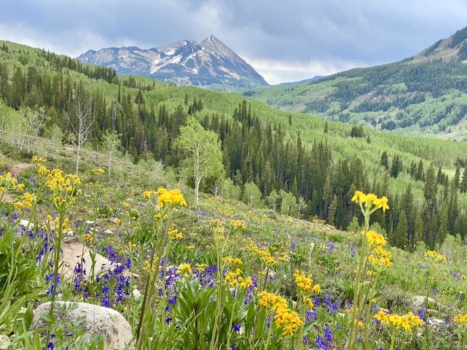 Hiking through the wildflowers on the Judd Falls trail, Crested Butte, Colorado, USA