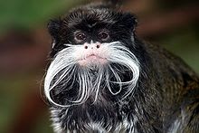 Emperor Tamarin tree-dwelling monkey that lives in extended family group.Lightweight enough to forage for fruit and insects on the outermost tips of tree branches.Physical Characteristics: gray with a silvery-brown crown and a reddish orange tail. A prominent feature is the elongated mustach.