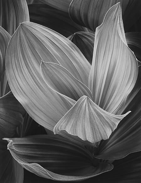 Scott Nichols Gallery presents Hope Springs Eternal, an exhibition of photography celebrating the season and sensation of Spring, on view through April 28. https://t.co/uEZBUYojsF 📷John Sexton, Corn Lilly, Eastern Sierra, California, 1977. Courtesy Scott Nichols Gallery.