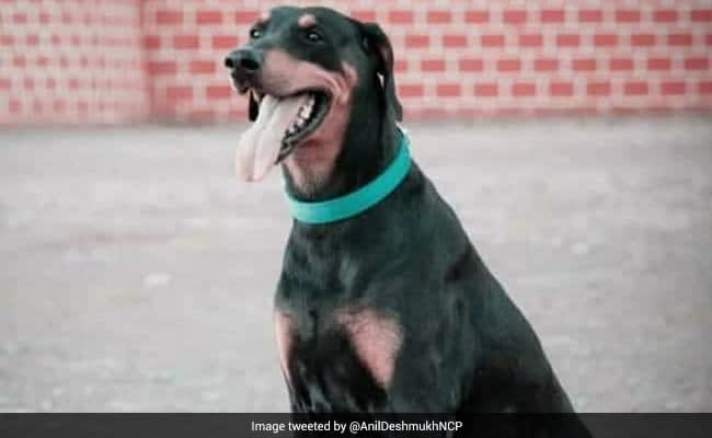 "At 4 pm today, Rocky, our canine companion and colleague passed away due to a long illness. He had helped in the solving of 365 cases. The Beed Police family is deeply pained by his demise," police tweeted along with pictures of Rocky.