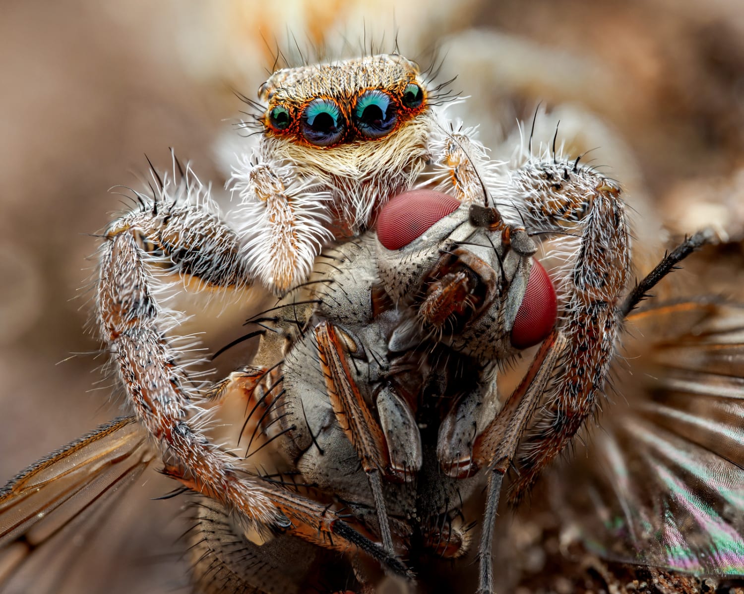 Jumping spider with a snack!