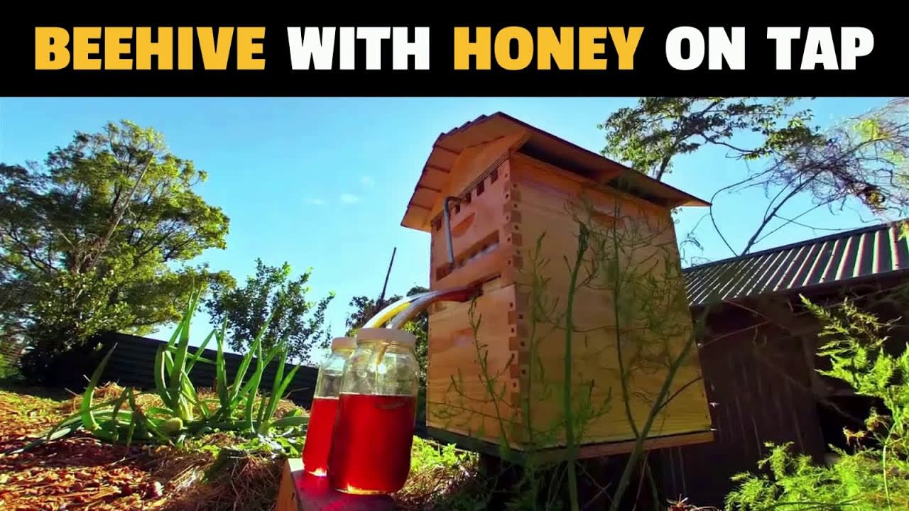 This Beehive Gives You Pure Honey On Tap