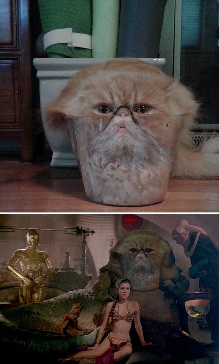 Jabba the cat