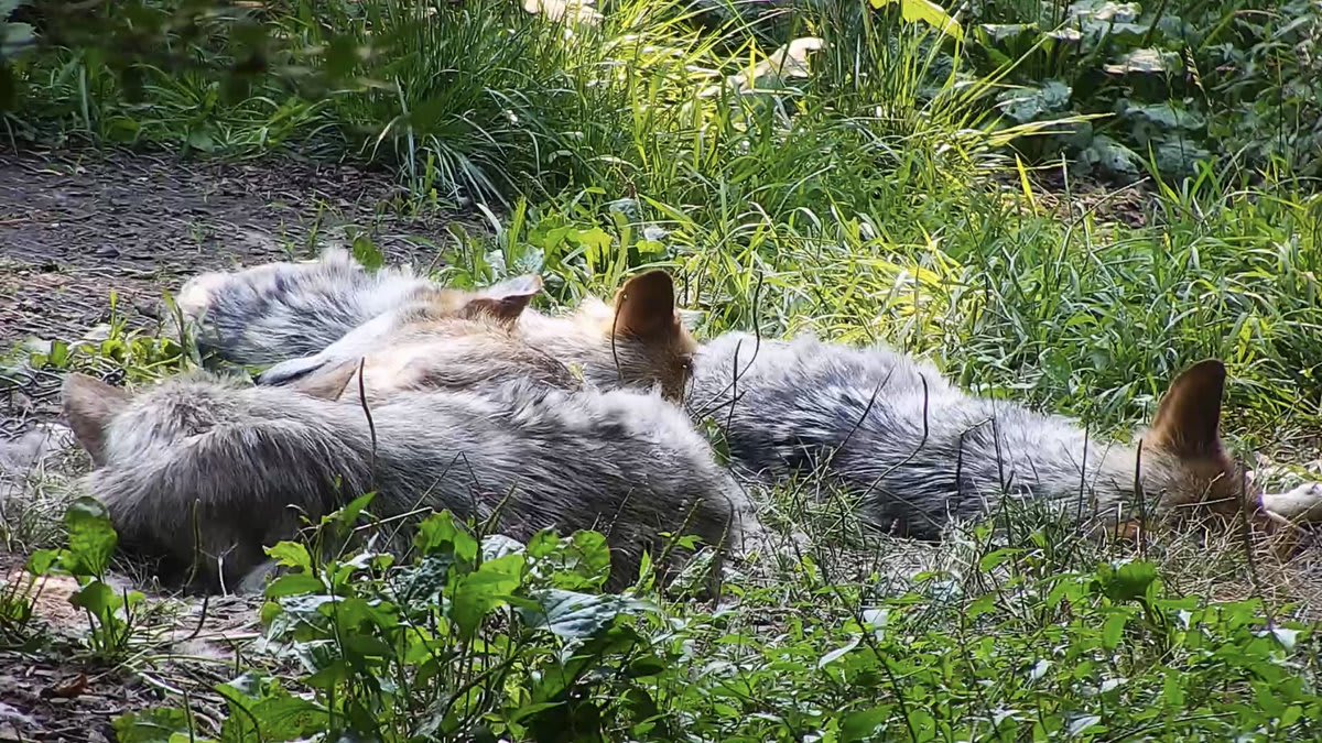 Dreaming of a world where no wolf cowers on the edge of extinction. Curl up with critically endangered Mexican gray wolves right now via twitch ➡️