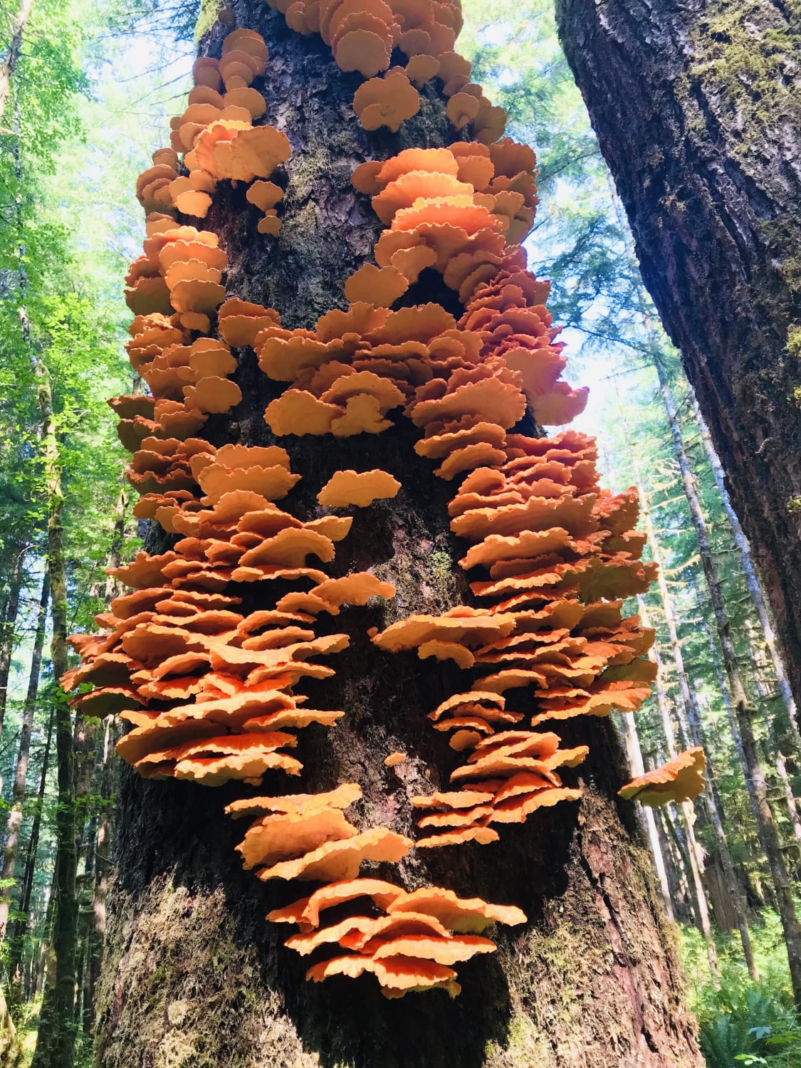 Enough chicken of the woods to make campfire fajitas for the whole family!Olympic Peninsula