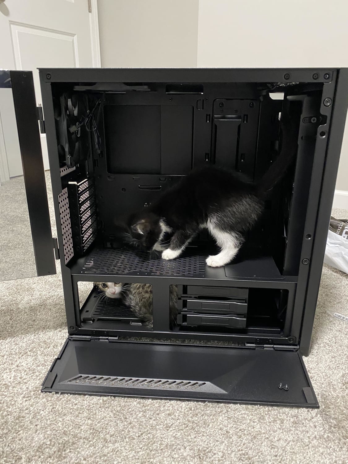 My computer had some bugs, kitten squad came to the rescue!
