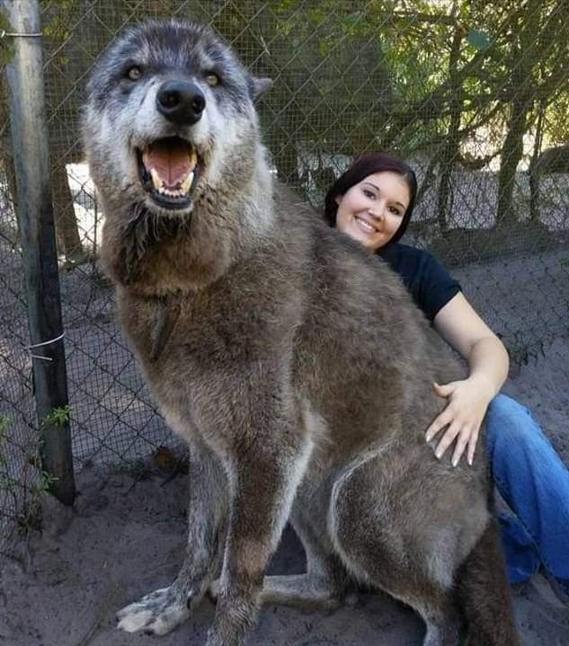 Sadly, this Wolfdog was dumped at a kill shelter after growing too big and becoming too much to handle. Thankfully, a sanctuary took him instead and saved his life! His DNA testing came back as 87.5% Gray Wolf, 8.6% Siberian Husky and 3.9% German Shepherd. Photo by Shy Wolf Sanctuary.