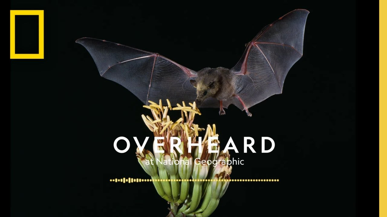A Skeptic’s Guide to Loving Bats | Podcast | Overheard at National Geographic