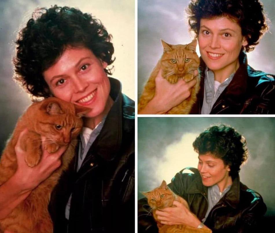 Sigourney Weaver With Jones The Cat In Aliens