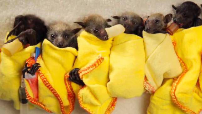 In order to mimic the warmth of their mother’s wings, rescued orphaned baby bats are wrapped up in blankets