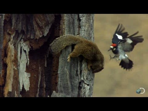 Woodpecker Fends Off Squirrel | North America