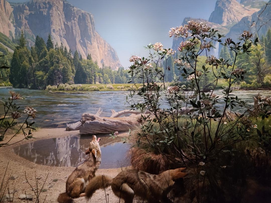 Coyote Diorama in the Bernard Family Hall of North American Mammals, American Museum of Natural History, New York. Background painting by Fred F Scherer. Taxidermy by Robert Rockwell. ca. 1942.
