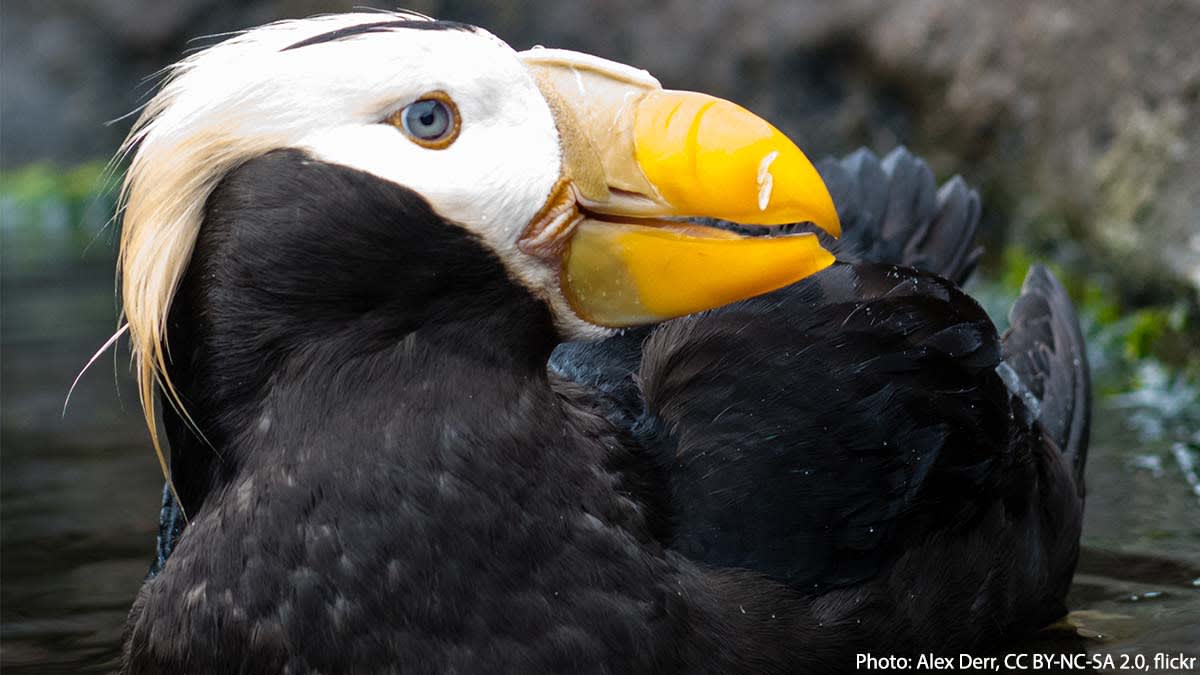 It’s a “tuft” life for the Tufted Puffin. This sea bird inhabits the North Pacific, where it lives in a large colony that nests on rocky cliffs. It uses its thick bill to dig burrows as deep as 5 feet (1.5 meters) into a cliff!