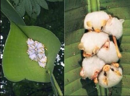 This are honduran white bats (Ectophylla alba) make tents out of leaves & shelter under them in small groups. They have white fur which appears green when light shines through the leaves, hiding them from predators. Photos from: Geoff Galice