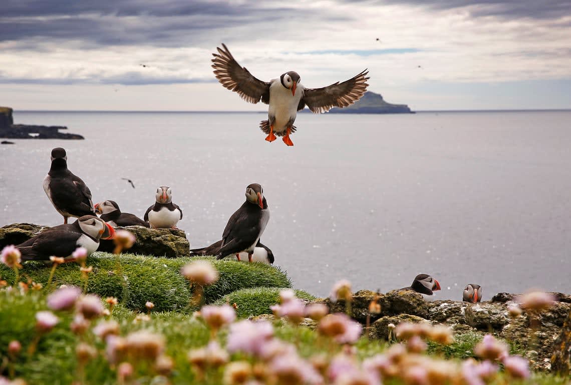 Puffins of the Inner Hebrides