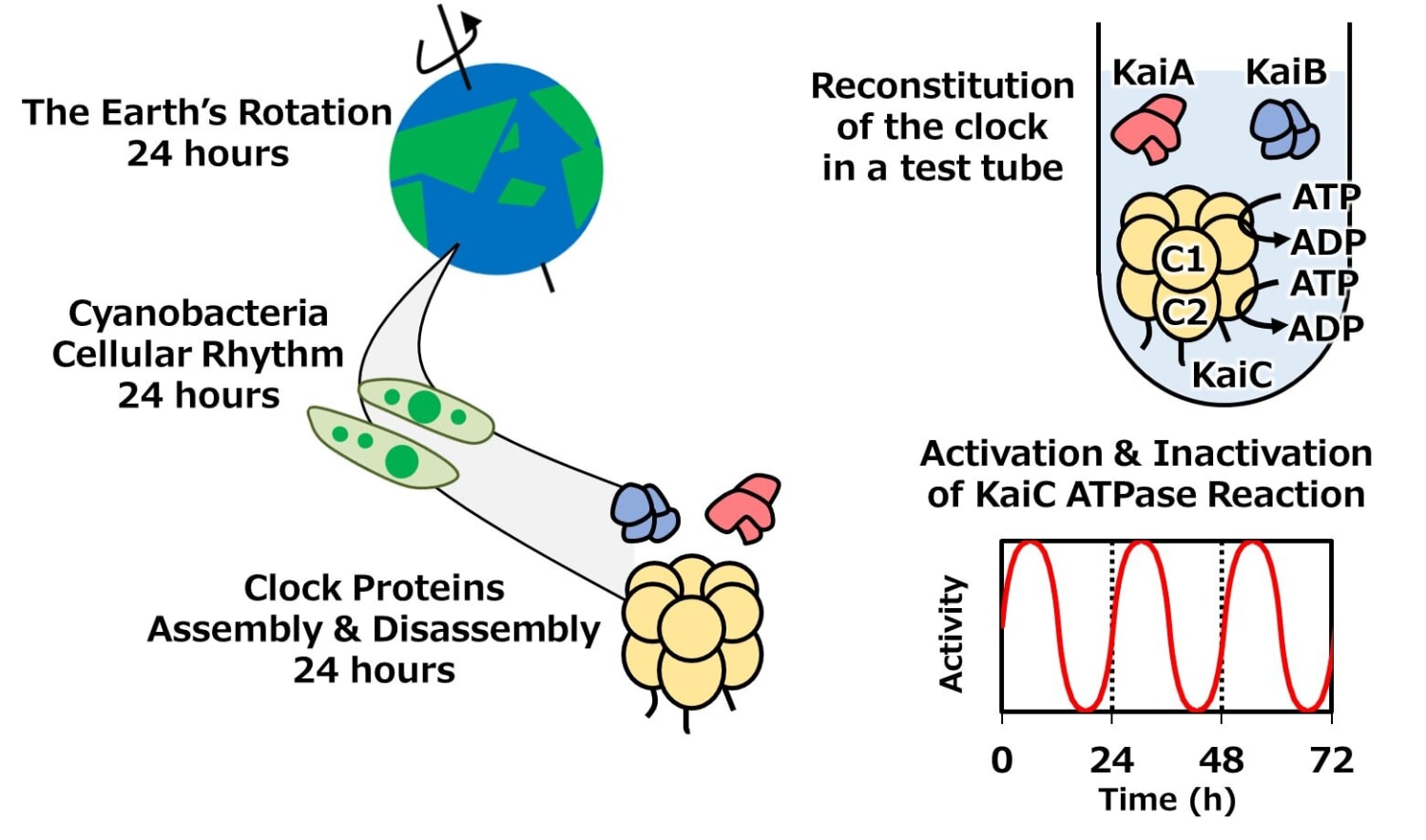 Chronobiologists identify key circadian clock mechanism in cyanobacteria