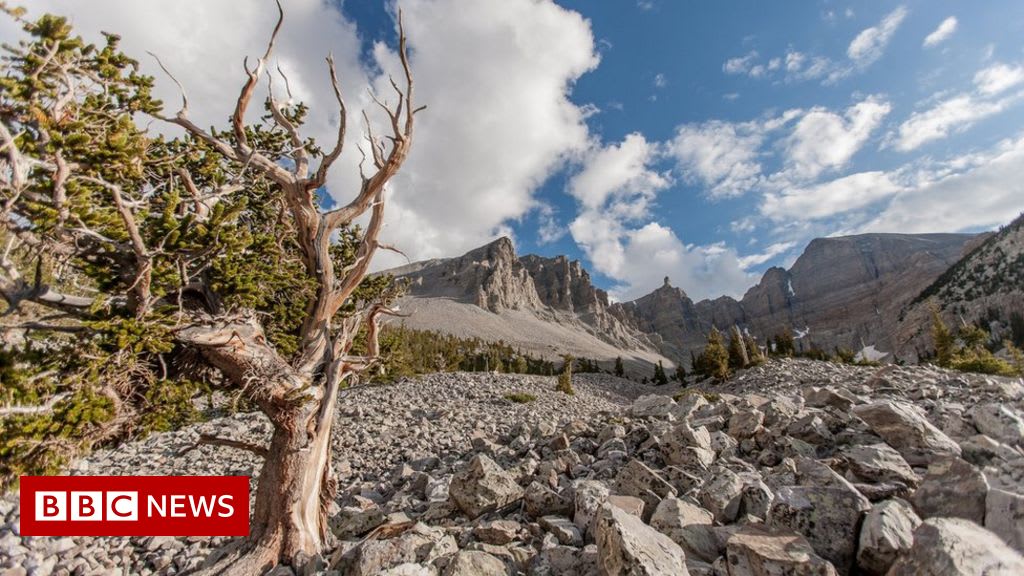 The oldest living thing on Earth