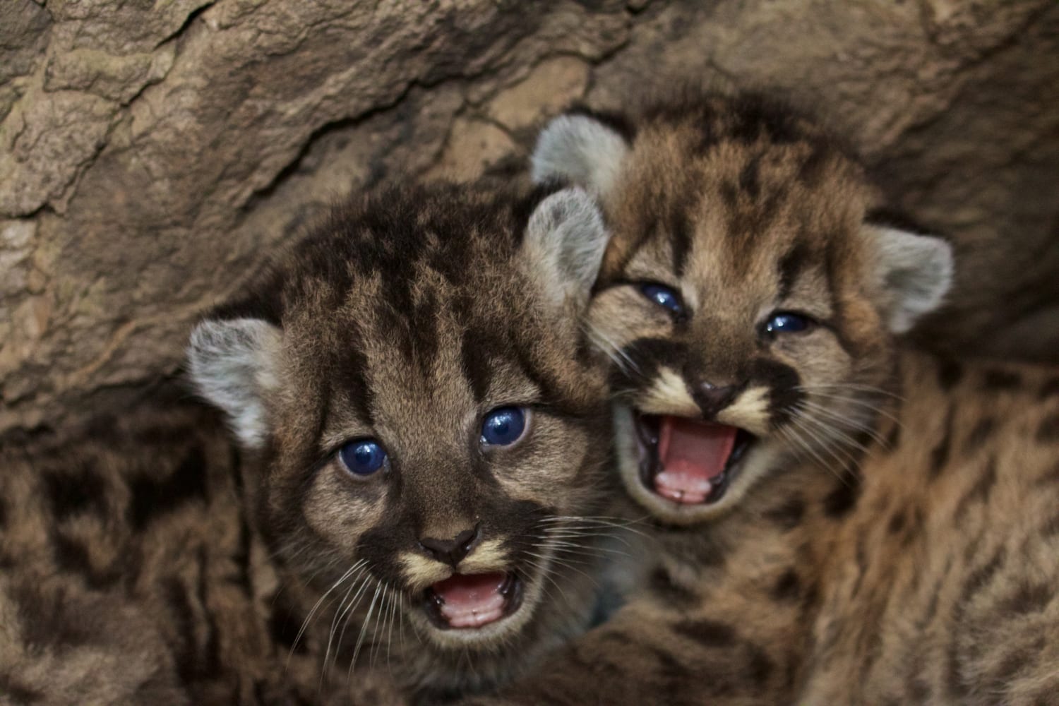 Mountain lions in the Santa Monica and Santa Ana Mountains in southern California are being born in areas fragmented by freeways and single family housing developments. The inbred individuals often grow up with deformities like a kink in their tail.