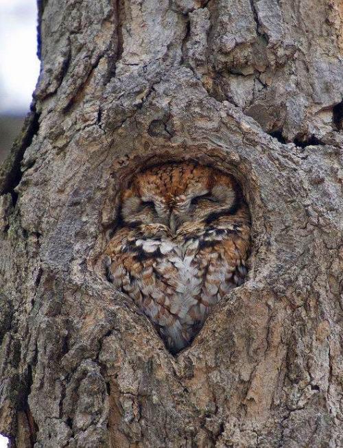 This owl fits perfectly here