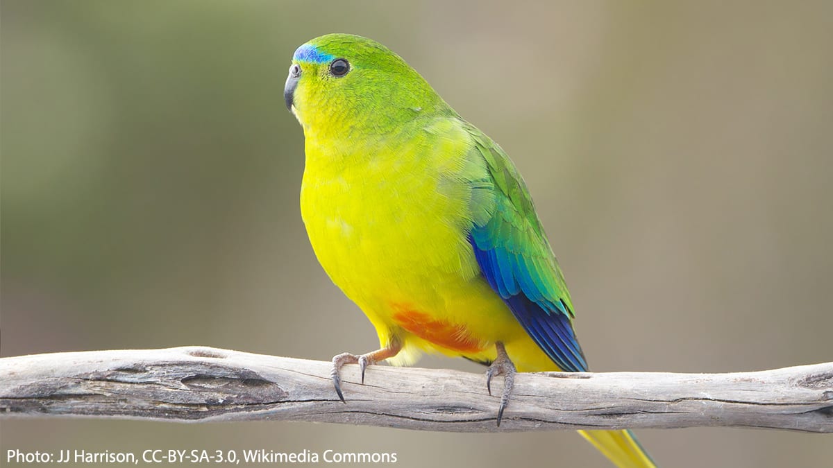 Meet the Orange-bellied Parrot! It’s an endangered bird that can be spotted throughout parts of Australia, including Tasmania. It prefers salt marsh habitats, where it forages for plants & seeds. Males tend to be brighter in color, with more distinct patches of orange & yellow.