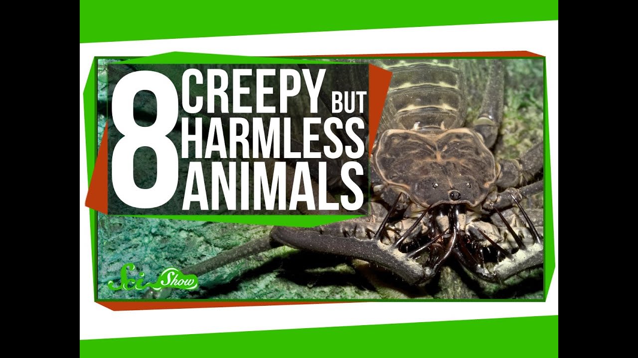 8 Creepy Animals That Are Actually Harmless