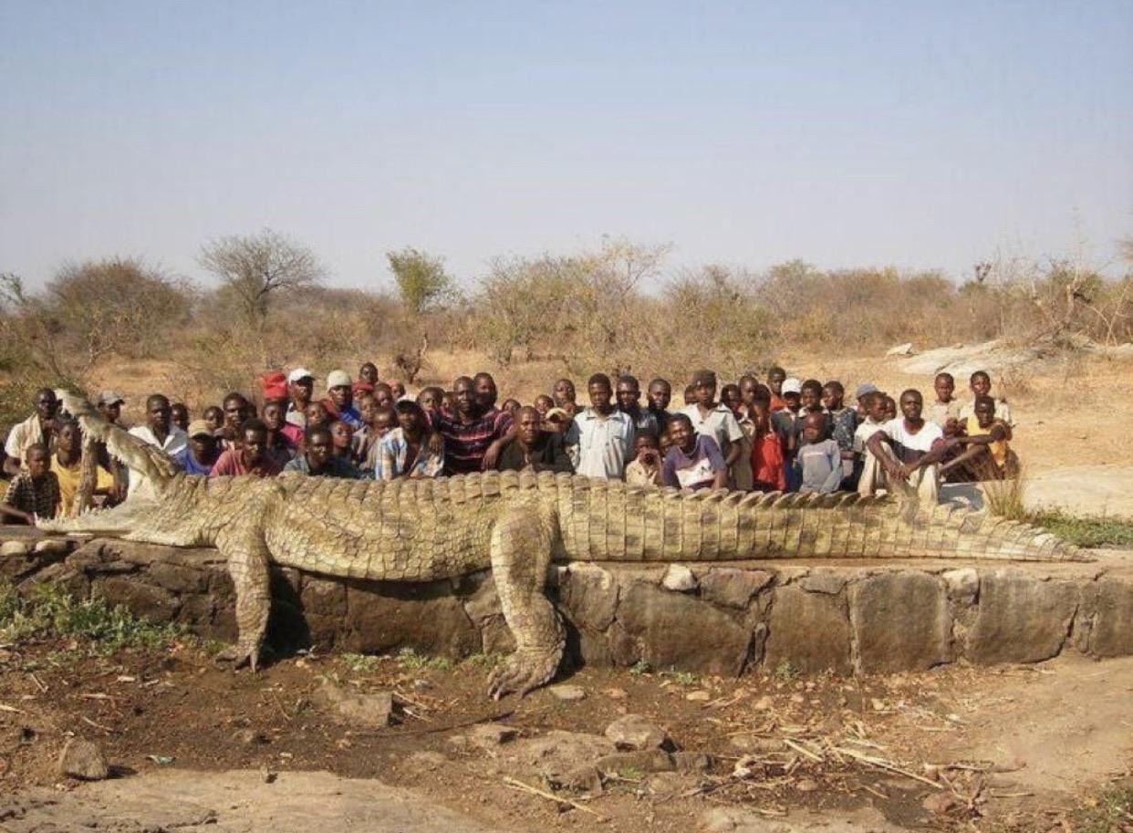 The size of the crocodile that kept making people disappear in a Nigerian village, the police had to come and kill it.