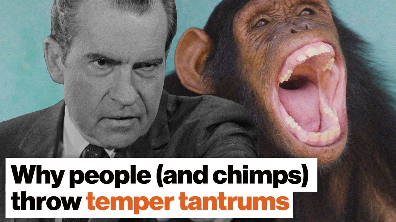 Why people (and chimps) throw temper tantrums | Frans de Waal | Big Think