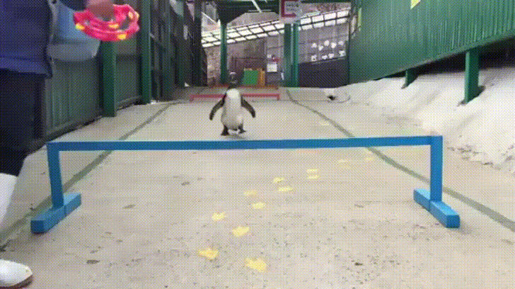 Penguins are really great at jumping