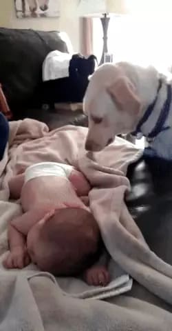 Goodboi making sure the baby human is warm.