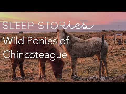 Calm Sleep Stories | Wild Ponies of Chincoteague | Trailer