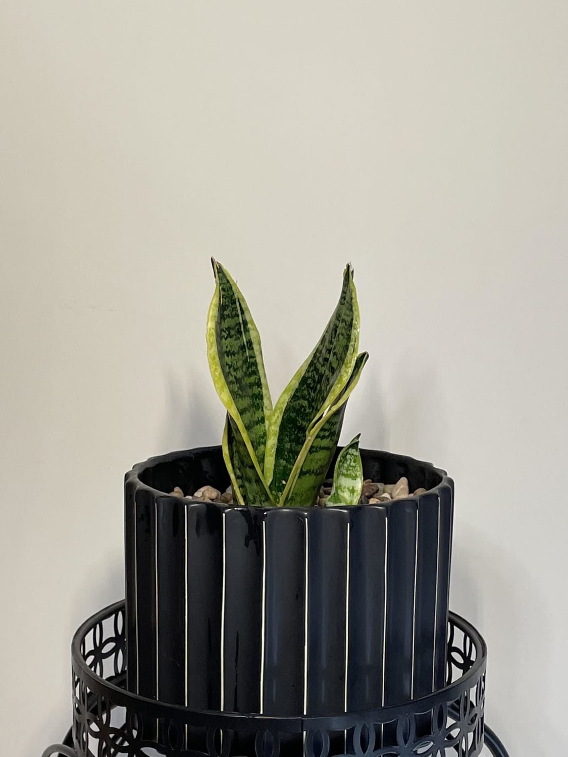 My snake plant (mother-in-laws tongue) had a baby so I thought they deserved a newborn photoshoot 🥰