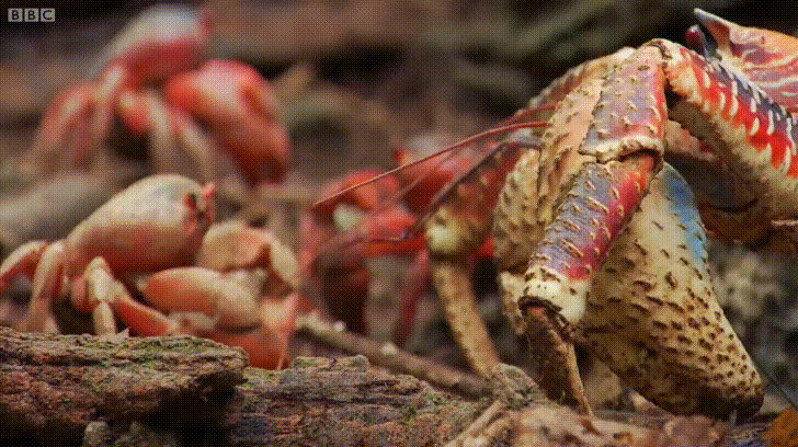 A robber crab preys on a Christmas Island red crab. From BBC Earth