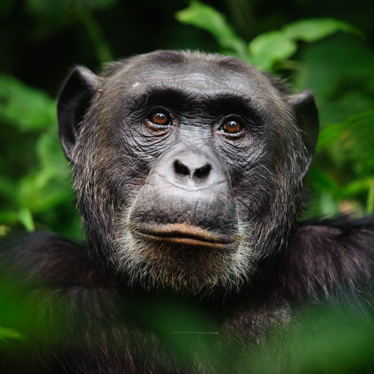 Image by Marc Guitard The tranquil chimpanzee gaze.