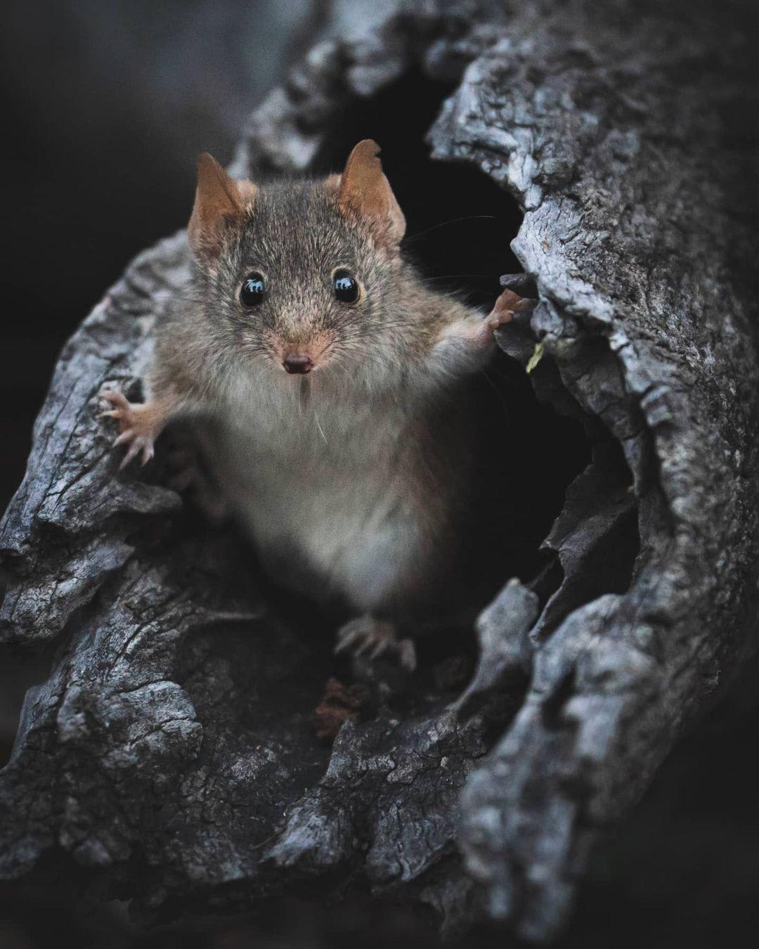 The yellow-footed antechinus (Antechinus flavipes) engages in such frenzied mating that its immune system becomes compromised, resulting in stress related death before it is one year old.