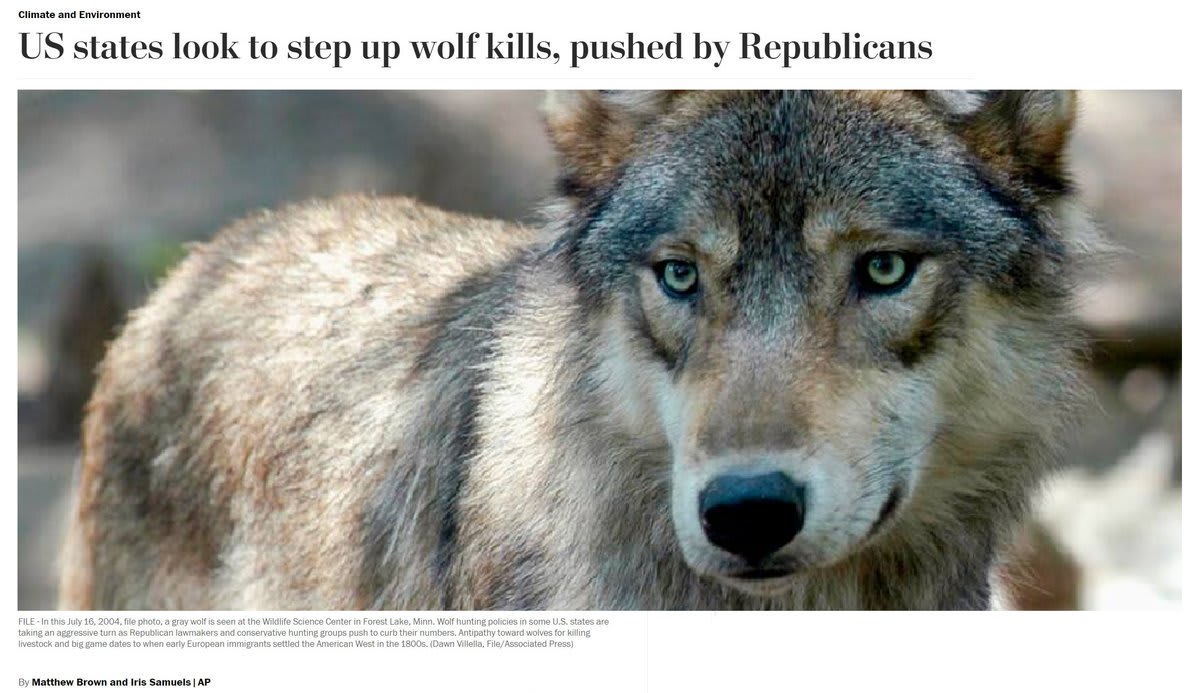Payments for dead wolves. Unlimited hunting of the animals. Shooting wolves from the air. Wolf hunting policies in some states are taking an aggressive turn as lawmakers + conservative hunting groups push for tactics shunned by many wildlife managers. ➡