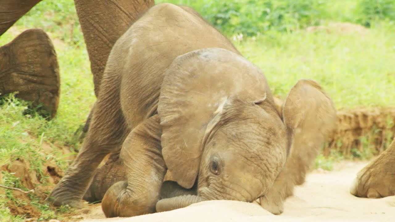 Baby Elephants are So Clumsy! | First Year on Earth | BBC Earth