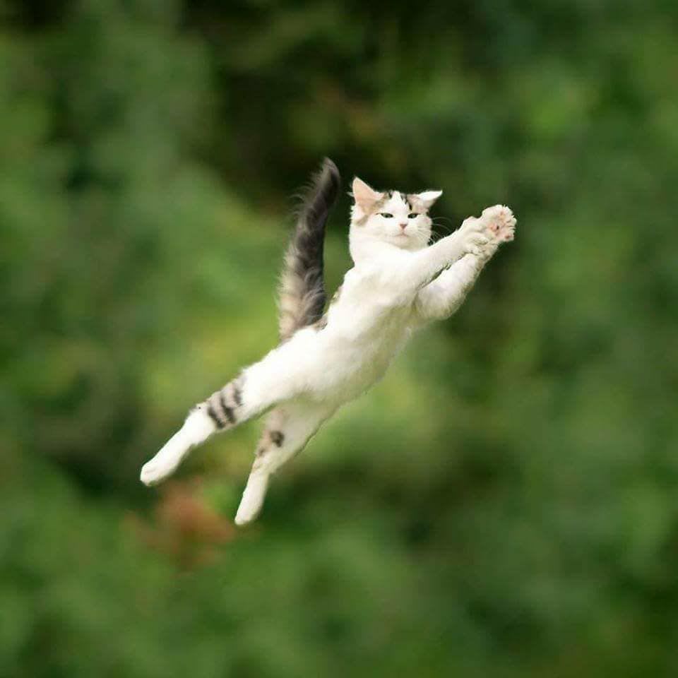 PsBattle: This jumping cat