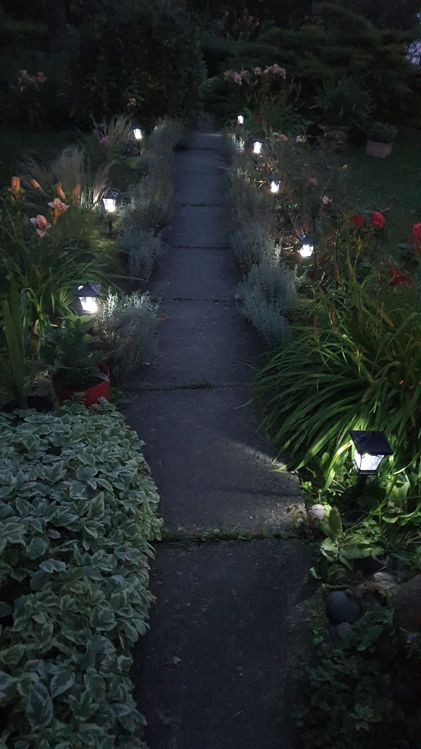 My mother's garden at twilight