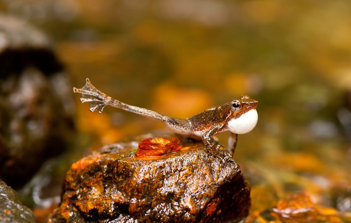 To attract a mate, males of the genus Micrixalus—a.k.a. dancing frogs—get their groove on. They wave their feet at females during courtship rituals, a behavior known as foot-flagging. If one male interrupts another males’ dance, he might even get kicked! : SathyabhamaDasBiju