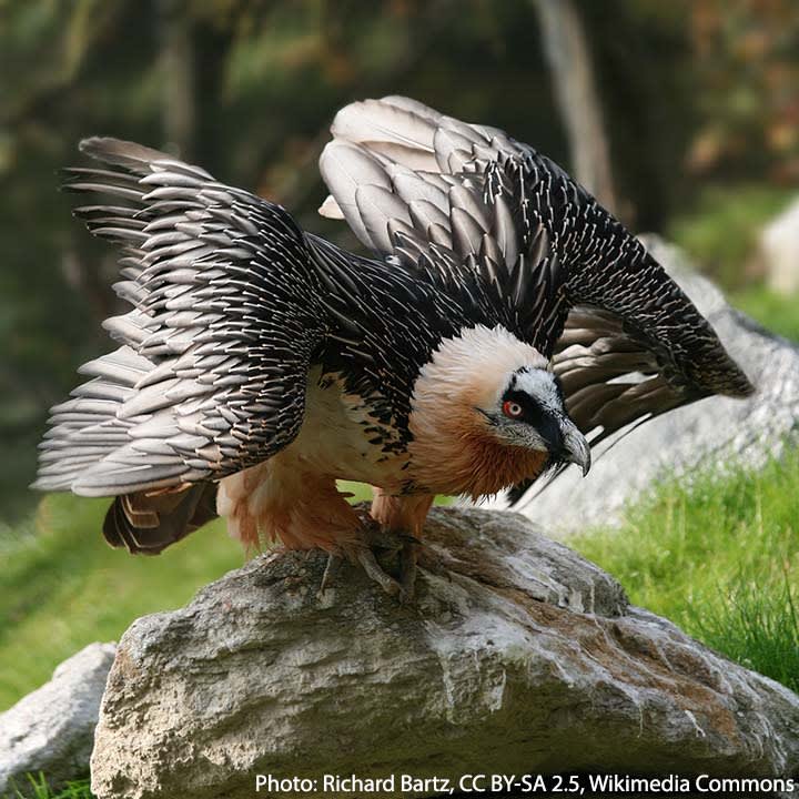 This raptor is known by many names, including Bearded Vulture, lammergeier, bone eater, & bone crusher. The latter 2 names reference its diet, which consists mostly of bone. It shatters large bones by dropping them onto rocky slopes; doing so helps it to reach the bone marrow.