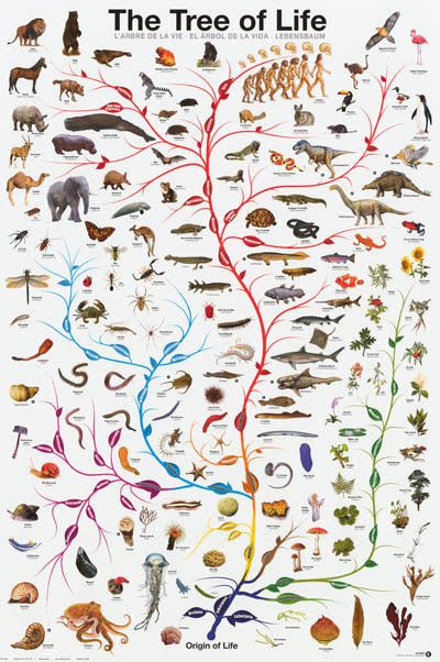 Tree of Life Amoeba to Man Evolution Poster