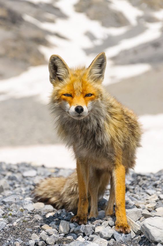 Encountering a fox on the Italian Alps
