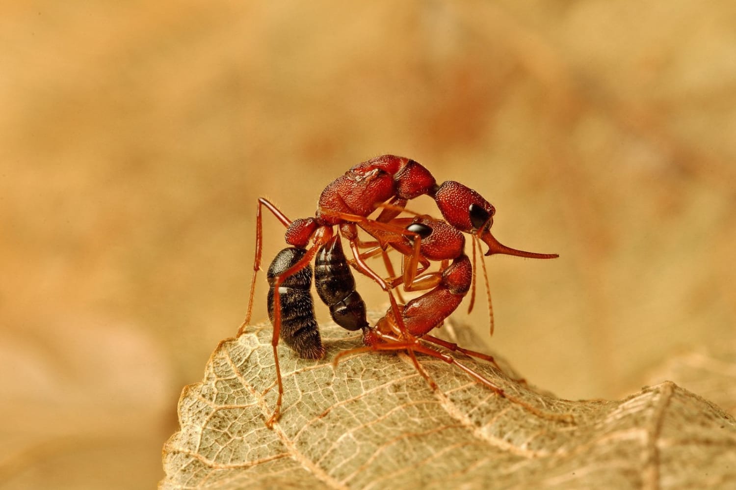 A Single Protein Can Switch Some Ants From a Worker Into a Queen