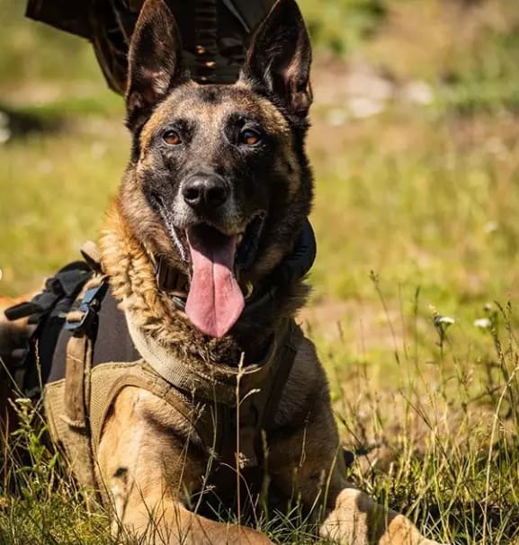 A good boy retiring after many years of serving in the Estonian Special Forces.