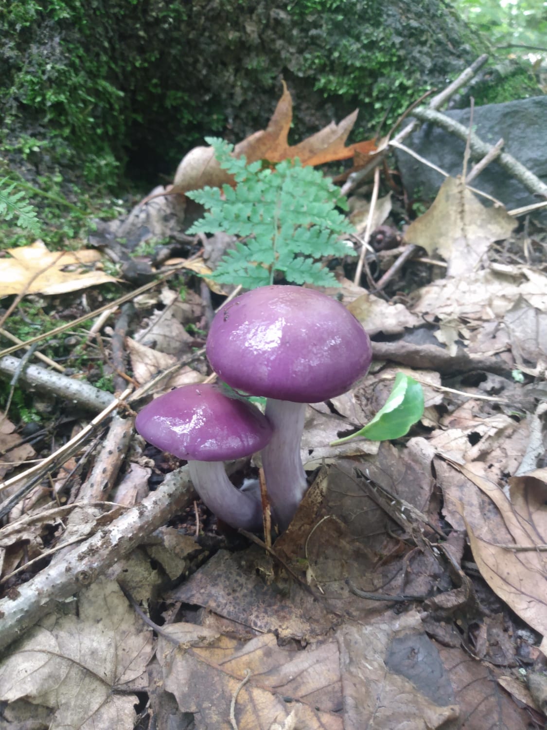 Just south of Duncannon, PA on the Appalachian Trail. So many beautiful shrooms out here today!