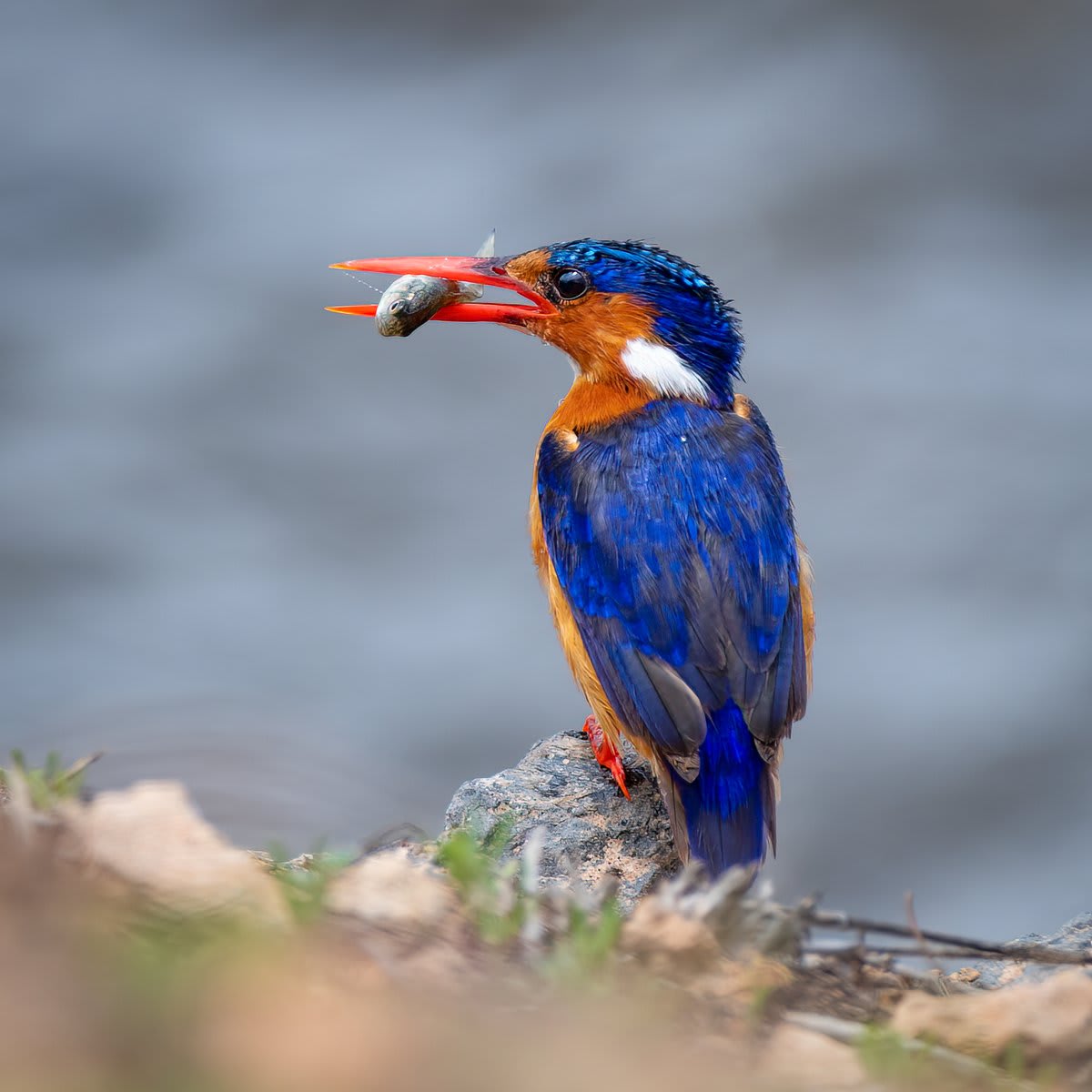 📸 + 💭: YS Wildlife Photography (IG // yswildlifephotography) 📍: Amboseli, Kenya Now that's a snack! 🍽️ Check out the Malachite Kingfisher.
