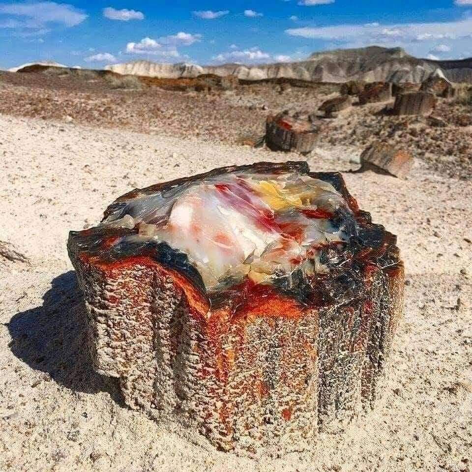 A 225.000.000 year old petrified tree trunk in Arizona