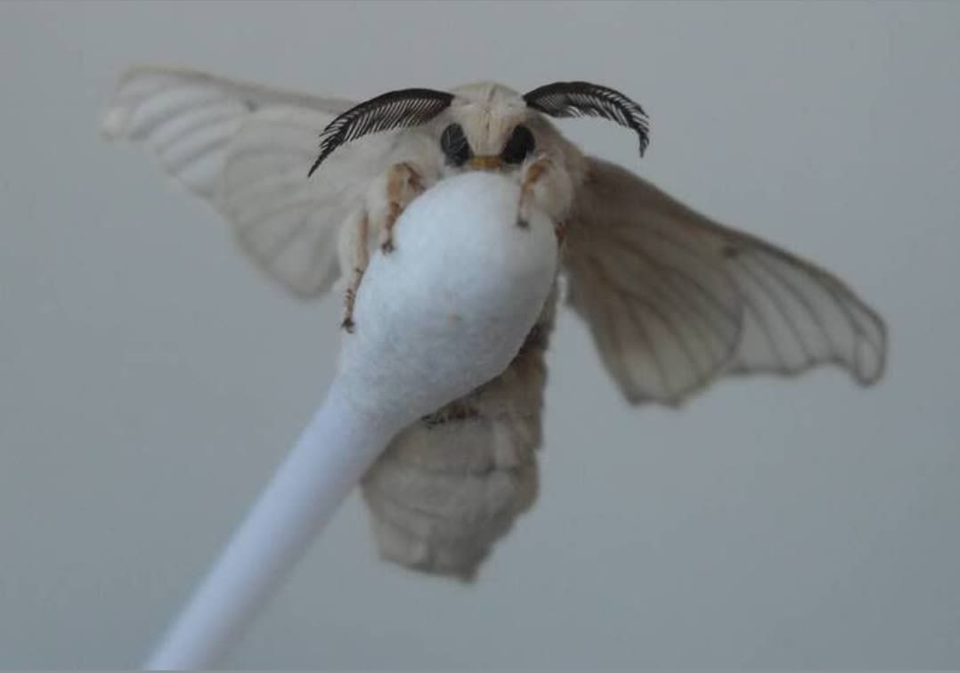 The "Venezuelan Poodle Moth", or the closest semblance to a real life fairy, has only been found in one location: the Gran Sabana region of eastern Venezuela. Discovered by zoologist Arthur Anker in 2009, it is one of thousands of new insects discovered annually in the South American rainforests.
