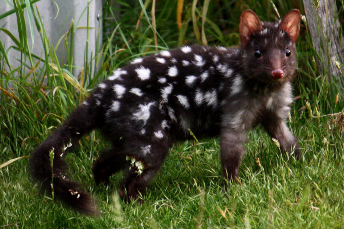 What animal is covered in spots, is about the size of a small cat, & is native to Tasmania? The eastern quoll! The nocturnal marsupial spends its day sleeping in its nest. At night, the small, but mighty, predator goes on the hunt for rabbits & skinks. [: Ways, CC-BY-SA-3.0]