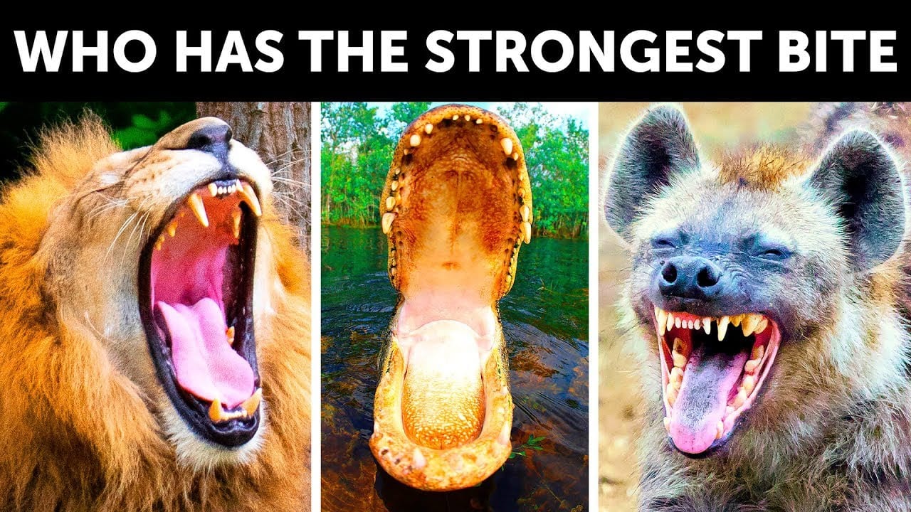 13 Animals With the Strongest Bite